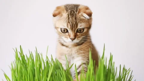 Charming kitty Stock Footage 157734341