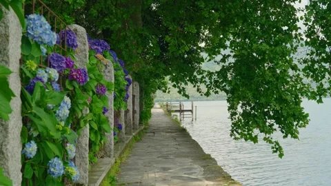 Charming Lakeside Path in Italy with Hydrangea Flowers and Overhanging Tree Stock-Footage 340885890