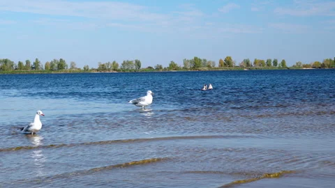 Charming large and small seagulls walk along the coast on the water, collecting Video stock 286848493