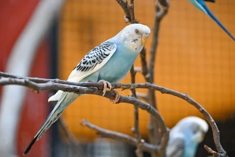 Charming light blue budgerigar resting peacefully on a tree branch outdoors Stock Photos