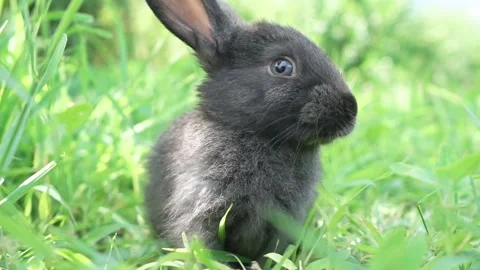 Charming little dark rabbit eats fresh juicy young grass on a green sunny meadow Stock Footage 198913810