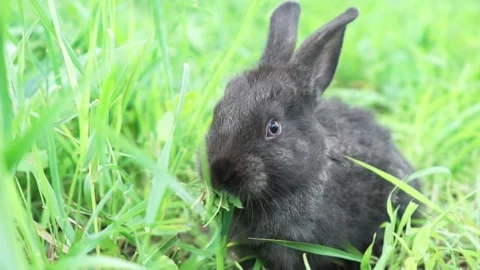 Charming little dark rabbit eats fresh juicy young grass on a green sunny meadow Video stock 198913908