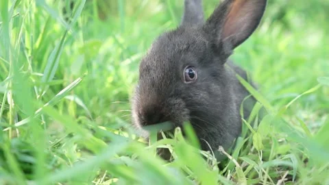 Charming little dark rabbit eats fresh juicy young grass on a green sunny meadow Stock Footage 198914820