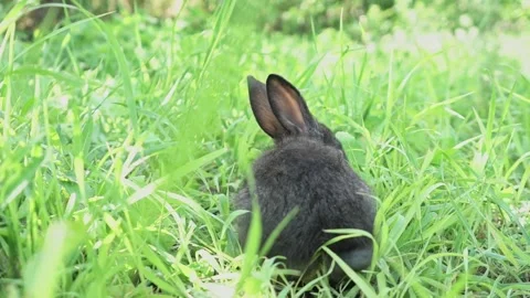 Charming little dark rabbit eats fresh juicy young grass on a green sunny meadow Stock Footage 198920581