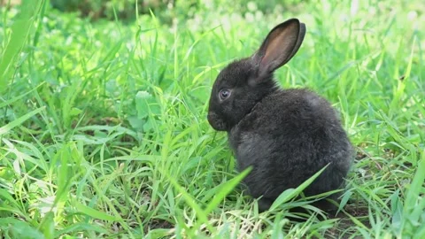 Charming little dark rabbit eats fresh juicy young grass on a green sunny meadow Stock Footage 199401672