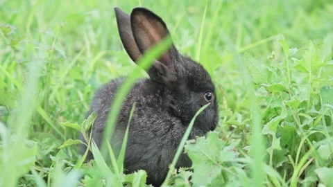 Charming little dark rabbit eats fresh juicy young grass on a green sunny meadow Stock Footage 199401859