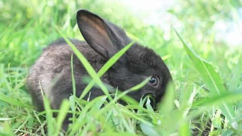 Charming little dark rabbit eats fresh juicy young grass on a green sunny meadow Stock Footage 199497625