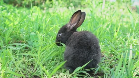 Charming little dark rabbit eats fresh juicy young grass on a green sunny meadow Video stock 199498144