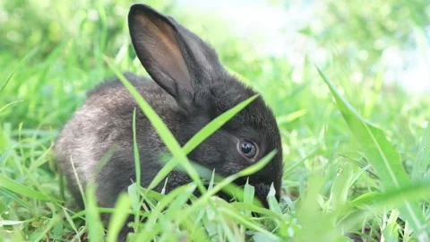 Charming little dark rabbit eats fresh juicy young grass on a green sunny meadow Video stock 200238016