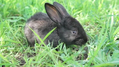 Charming little dark rabbit eats fresh juicy young grass on a green sunny meadow Stock Footage 200705815