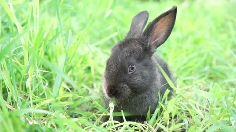 Charming little dark rabbit eats fresh juicy young grass on a green sunny meadow Stock Footage 201153421