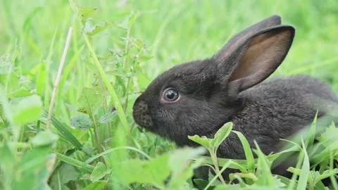 Charming little dark rabbit eats fresh juicy young grass on a green sunny meadow Stock Footage 201153807