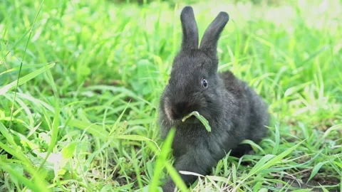 Charming little dark rabbit eats fresh juicy young grass on a green sunny meadow Stock Footage 201769626