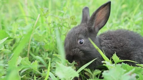 Charming little dark rabbit eats fresh juicy young grass on a green sunny meadow Stock Footage 201909045