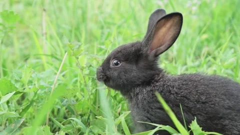 Charming little dark rabbit eats fresh juicy young grass on a green sunny meadow Stock Footage 202055128