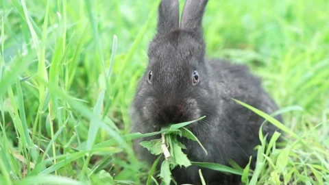 Charming little dark rabbit eats fresh juicy young grass on a green sunny meadow Video stock 202109888