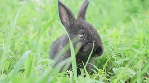 Charming little dark rabbit eats fresh juicy young grass on a green sunny meadow Stock Footage 202156467