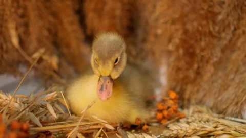 Charming Little Duckling Surrounded by Its Natural Habitat and Fresh Straw in Stock Footage 313285895