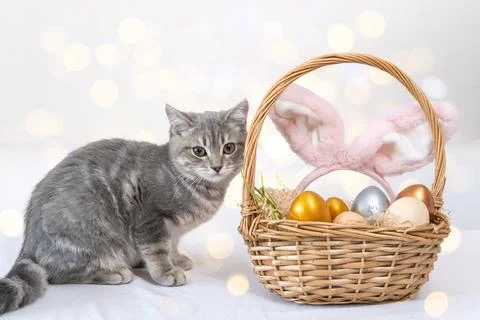 A charming little kitten is sitting next to a basket with colorful Easter e.. Stock Photos