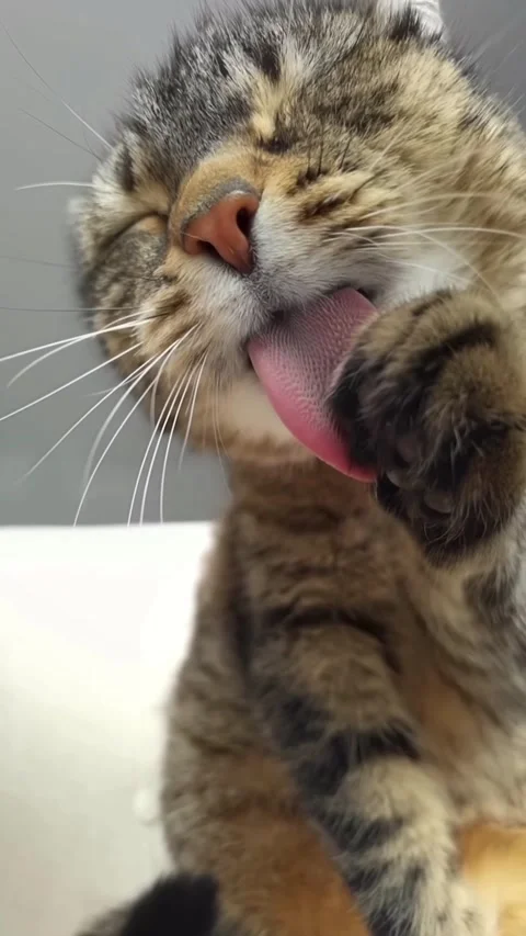 Charming little wild cat Stockbeeldmateriaal 330258366