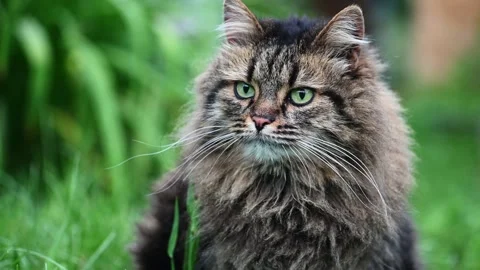 Charming long haired tabby cat striking a pose in a lush garden setting 스톡 동영상 283465962