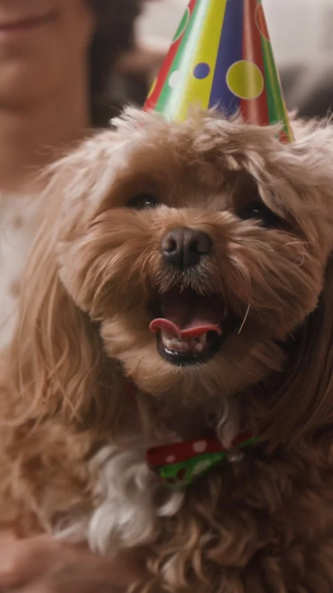 Charming Moodle Dog with Birthday Hat and Festive Bow during Home Party Stock Footage 330162908