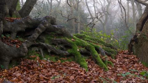 Charming moss covered exposed tree roots against brown autumn or fall foliage Stock Photos