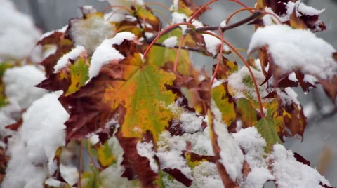 Charming nature scene with maple leaves closeup in heavy snow fall. Vidéo 55815877