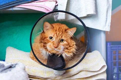 A charming orange cat sporting a plastic cone atop its head Stock Photos