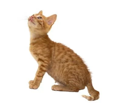 A charming orange kitten looking around curiously, on white background Stock Photos