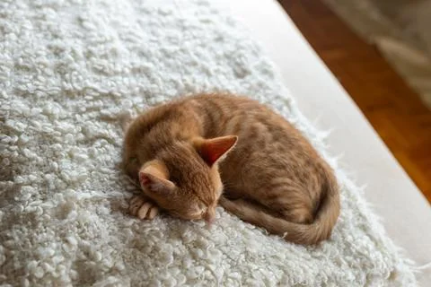 Charming orange kitten lying on a fluffy white blanket, sleeping Stock Photos