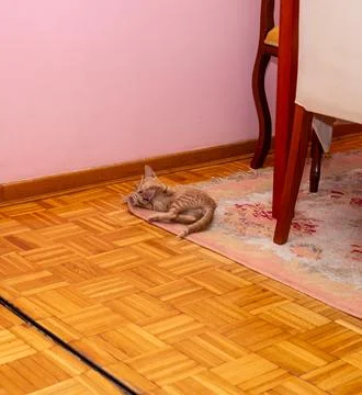 Charming orange kitten is playing Stock Photos