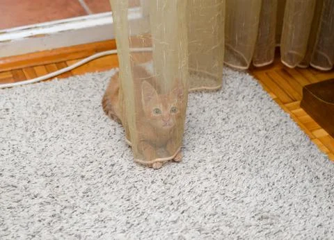 Charming orange kitten playing while hiding behind transparent curtain at hom Stock Photos