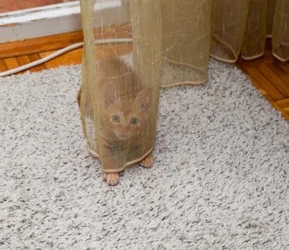 Charming orange kitten playing while hiding behind transparent curtain at hom Stock Photos