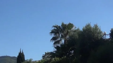 Charming palm trees against the blue sky. Stock Footage 152255138