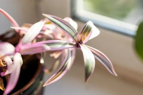 Charming patterned foliage of houseplant presented in cozy modern interior 스톡 사진