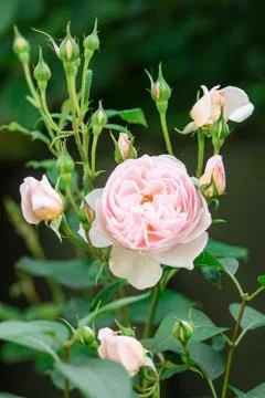 Charming pink English rose Austin in the garden with closed buds. Stock Photos