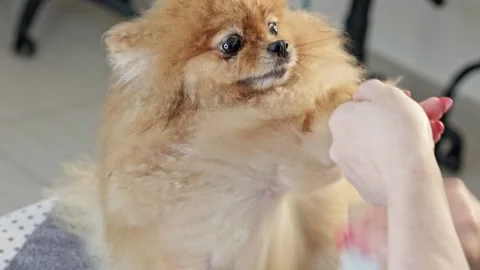 A charming Pomeranian dog displays an array of emotions during a gentle nail Stock-Footage 329412112