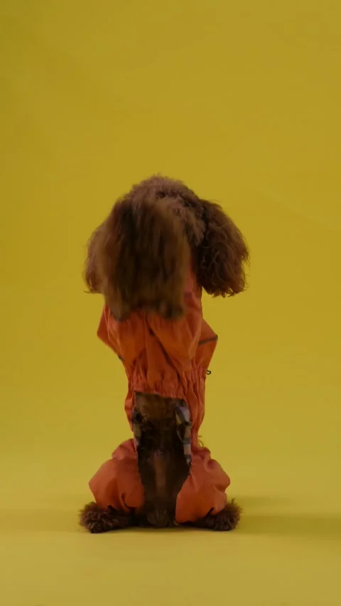 A charming poodle dog posing beautifully in a bright and colorful outfit. Stock Footage 301395023