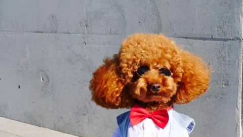 A Charming Poodle Dressed in Dapper Attire with Stylish Sunglasses to Complete Stock Footage 307853126