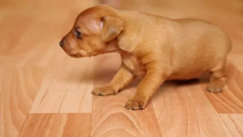Charming puppy learns to walk. The first steps of a baby dog. Vídeo Stock 189780036