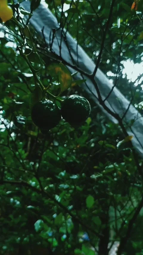 Charming rain Stock Footage 136774196