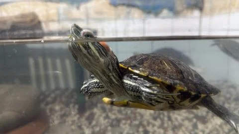 A charming red-eared slider turtle peeks its head above the water's surface,  Stock Photos