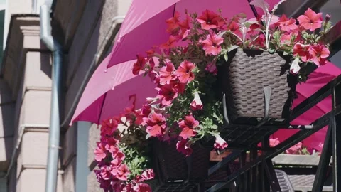 Charming red flowers in wicker pots, protected by bright pink umbrellas. Vidéo 289277951