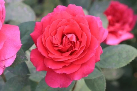 Charming red rose on a blurry background Stock Photos