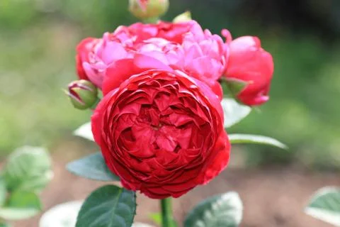 Charming red rose on a blurry multicolor background Stock Photos