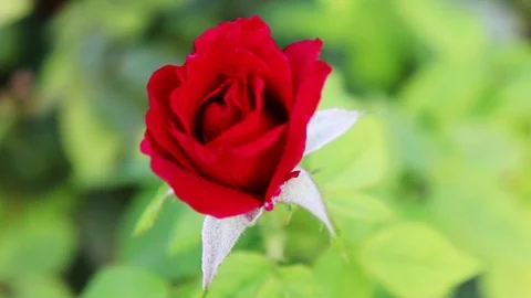 Charming Red Rose Vídeo Stock 107248858