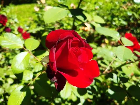 Charming Red Rose Stock Photos