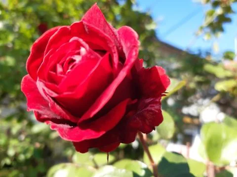 Charming Red Rose Stock Photos
