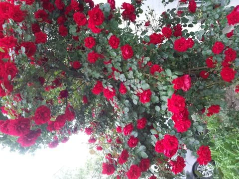 Charming Red Rose Tree Stock Photos